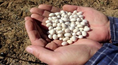 Köse fasülyesi İspir Fasülyesi`ne Rakip