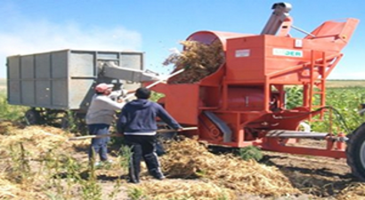 `Fakirin eti` Hasat Ediliyor