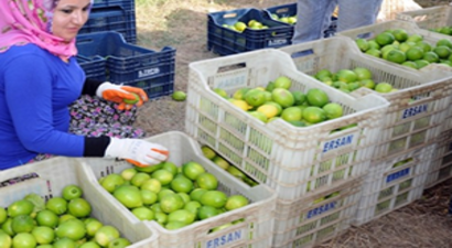 Limon Üreticisinin Yüzü Güldü