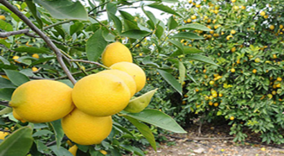 Limon Üretiminde `Hızlı Artış` Endişesi