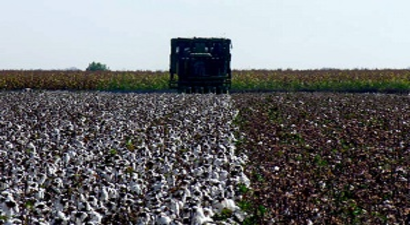 Pamukta Makineli Hasadın Neden Olduğu Kayıplar En Aza İndirilecek