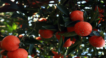 Mandalinada Fiyat Sorununa `Kurutulmuş` Çözüm