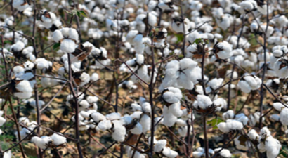 Pamuk Üreticisi `Altın Yılını` Yaşıyor