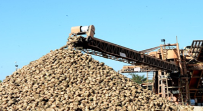 Pancarda Hedef 550 Bin Ton