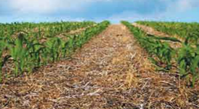 Toprak İşlemesiz Tarım