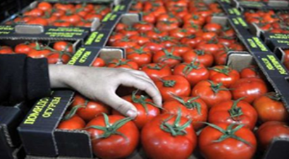 ``Türk Domatesi`` Açıklaması