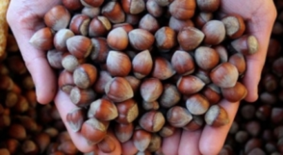 `Artık Vizyonu Olan Bir Fındık Politikamız Olmalı`