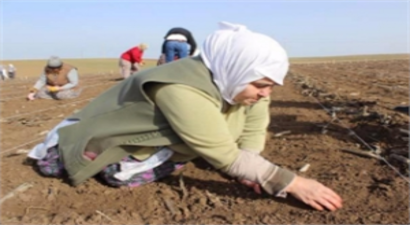 Milli Tohum Islah Çalışmalarında Kadın Emeği