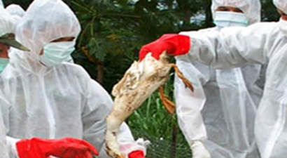 H5N8 Virüsü Almanya`da Hızla Yayılıyor