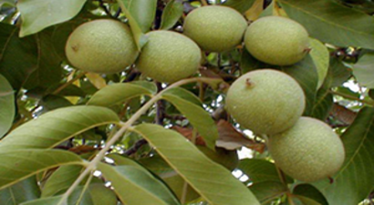 Aşırı Sıcaklar Cevizde Stoka Neden Oldu