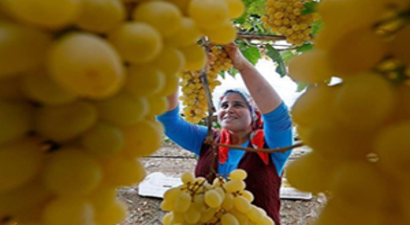 Dalında Bekletilen Üzüm Kış Sofralarını Süsleyecek