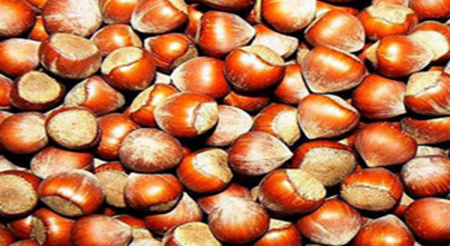 Fındıkta Üretici Yeni Haftaya Umutla Bakıyor