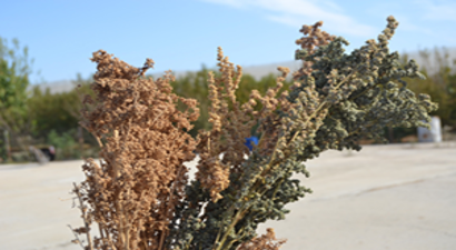 Kinoanın Kilosu 50 Lira