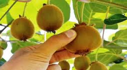 Kivi Üretiminde Düşüş