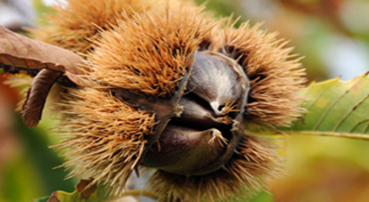 Kuraklığa Çözüm İçin Dikilen Kestane Yüzleri Güldürdü