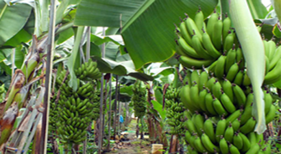 Muz Fiyatlarının Düşmesinin Sebebi Ne?