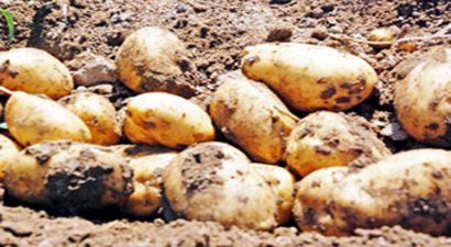 Patates Fiyatları Yükseldi