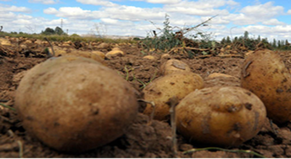 Patatesin Fiyatları Yüzde 70 Arttı