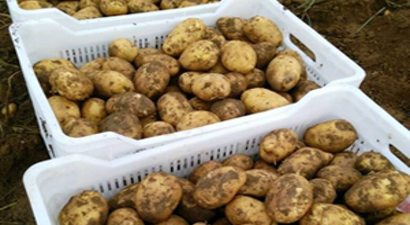 Yüzde 50 Azalan Patatesler Hallere Gönderildi