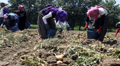Patatesin Destek Dışı Kalması Çiftçiyi Üzdü