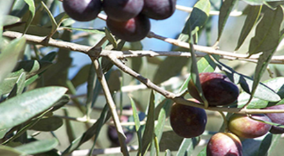 ``Sinek`` Verimi Yüzde 50 Düşürdü