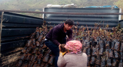 Çiftçilere 15 Bin Adet Fıstık Fidanı Dağıtıldı