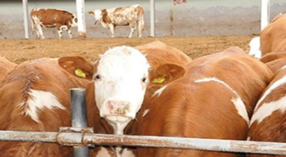 Damızlık Düve Desteğinde Şart Değişti