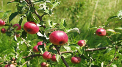 Elmalar Ağaçta Kaldı