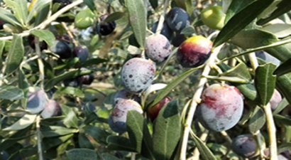 Gemlik Zeytini Yüz Güldürdü