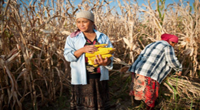 Gıda Güvenliği Tehlikede