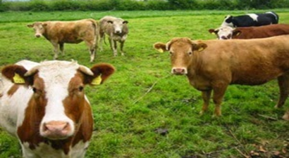 Hayvancılık Hibe Kredisi ve Kırsal Kalkınma Destekleri