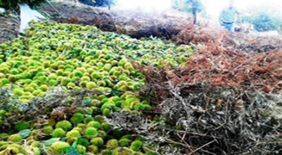 Kilosu 10 Lira Olan Kestaneler İhracat Yolcusu