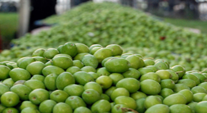 Kuraklık Nizip Zeytinyağını Vurdu