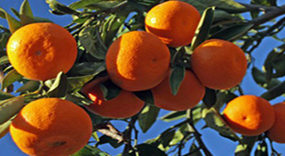 Narenciye İhracatçısı Desteklerin Açıklanmasını Bekliyor