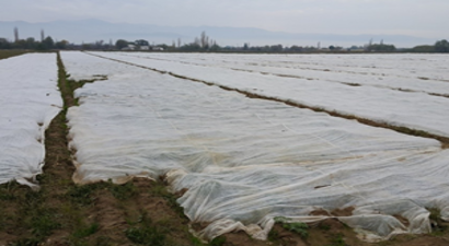 Patates Üreticisinin Soğuk Tedirginliği