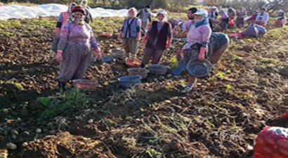 Patateste Yüzde Elli Düşüş Var, Fiyatlar Yükselebilir