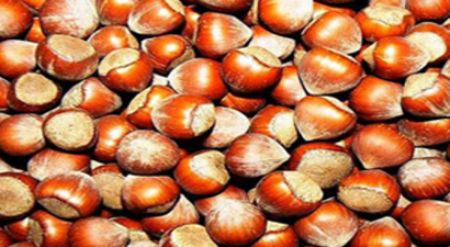 Pazara 204 Bin Ton Fındık İndi