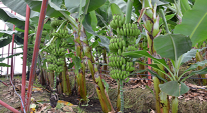 Sera Muzunda İkinci Hasat Başladı