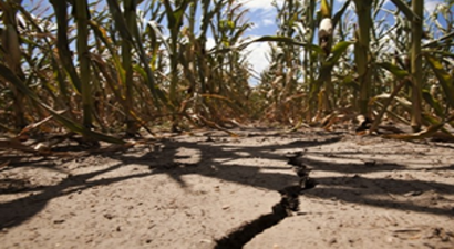 Tarım Sigortalarında Kapsam Genişledi