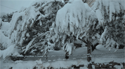 20 Yıl Sonra Gelen Kar 400 Bin Zeytin Ağacına Zarar Verdi