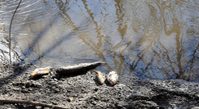 Balık Ölümlerinin Devam Etmesi Endişeyi Arttırıyor