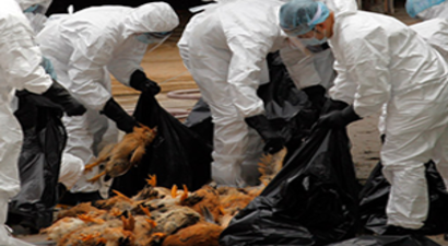 Fransa`da Kuş Gribi Alarmı