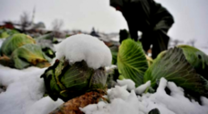 Kar Altında Zorlu Hasad