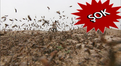 Tarım Alanlarında Çekirge İstilası