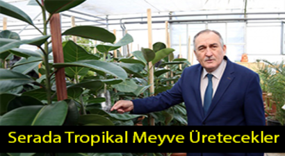 Tropikal Meyve Üretimi Başladı