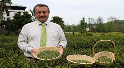 Doğu Karadeniz`de Organik Çay Tarım Alanları Artıyor