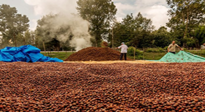 Fındık Sigortası İçin Son Tarih
