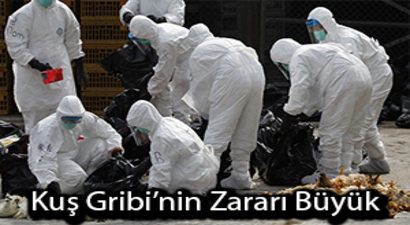 600 Bin Kümes Hayvanı Daha İtlaf Edilecek