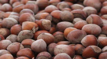 Fındık`ta Sigorta Uyarısı