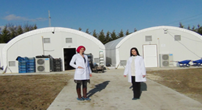 Ayda 10 Ton Mantar Üretiyorlar